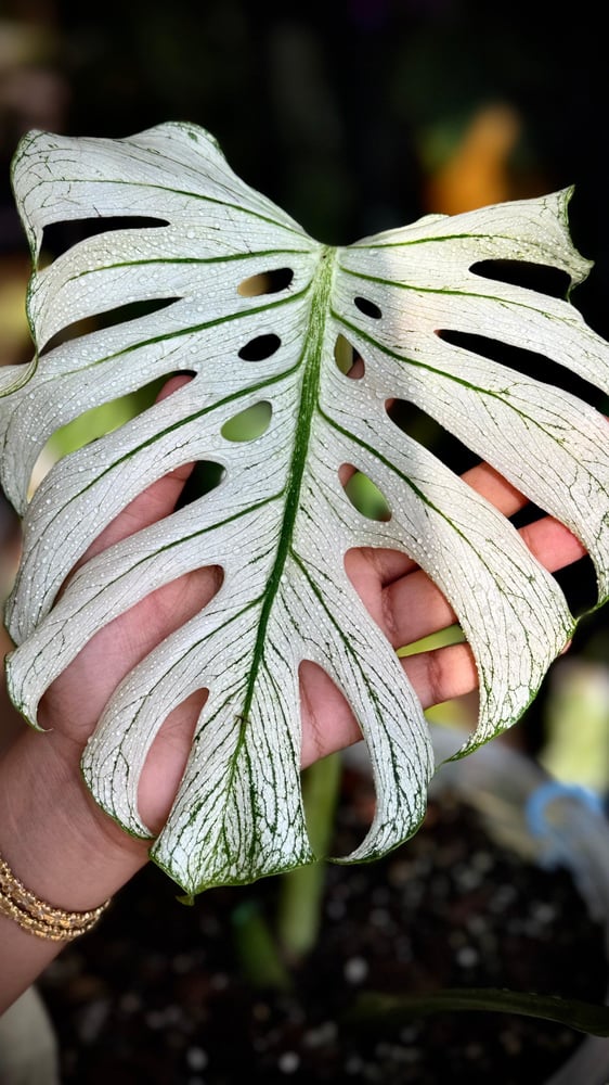 MONSTERA DEVIL MONSTER