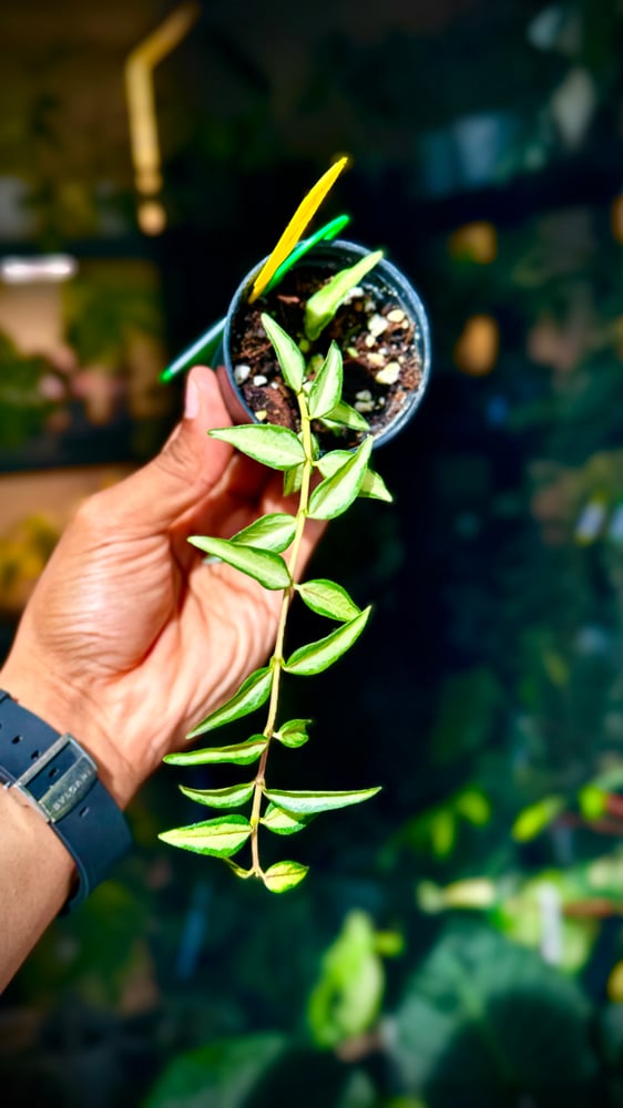 HOYA BELLA VARIEGATED
