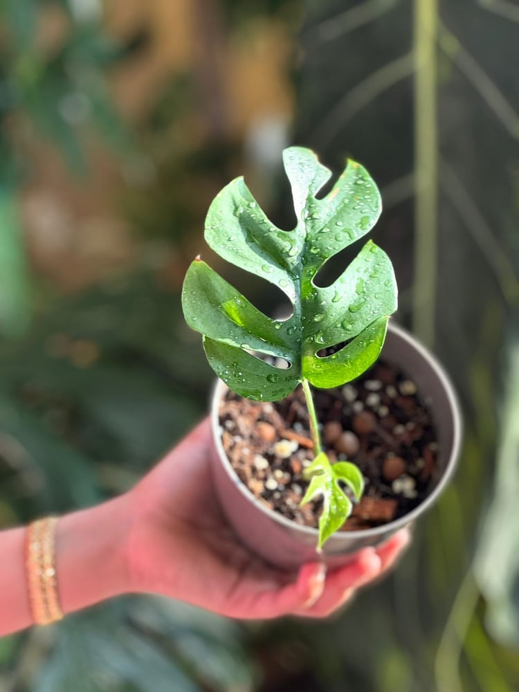 Monstera ginny