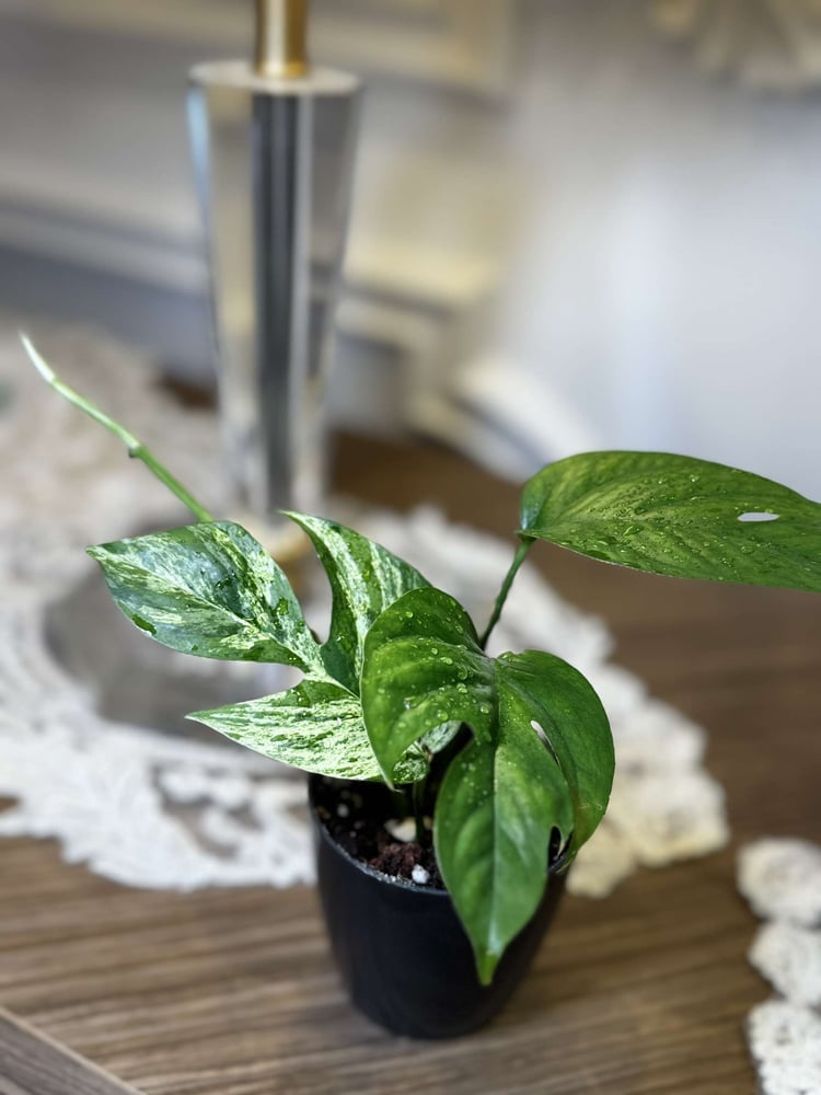 Epipremnum Pinnatum Marble Variegated