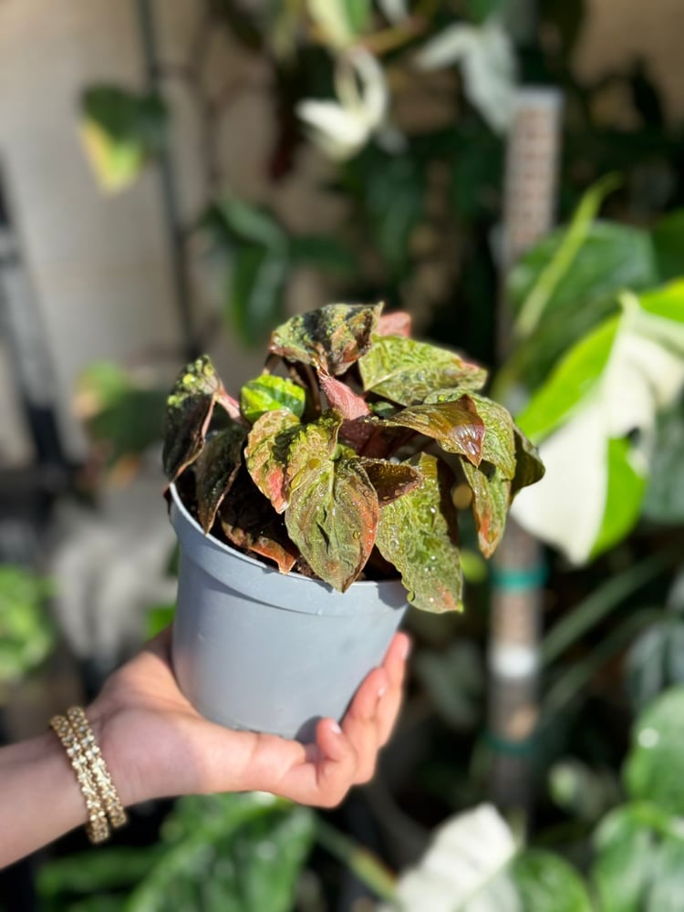 Homalomena Black Velvet