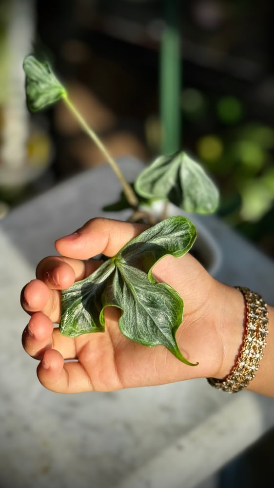 ALOCASIA HOLY GRAIL
