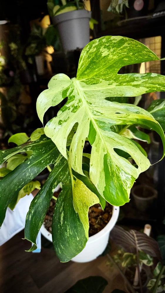 MONSTERA OCEAN MINT