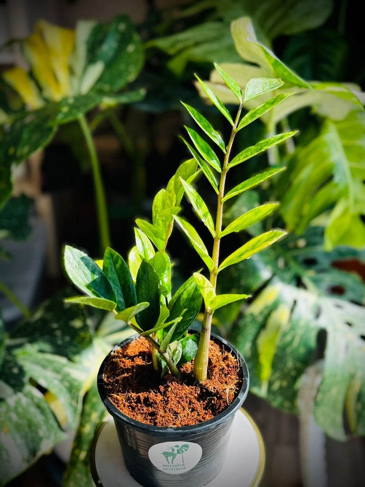ZAMIOCULCAS ZAMIIFOLIA Variegated