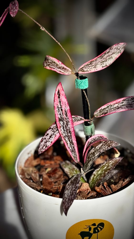 HOYA SIGILLATIS ALBOMA