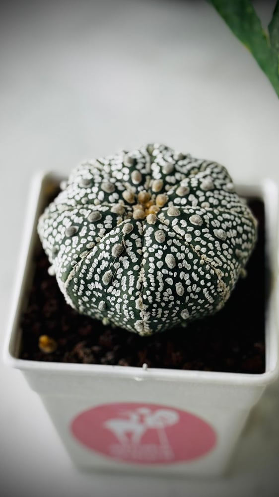 CACTUS MIXED VARIETY
