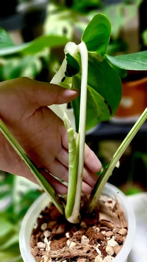 MONSTERA WHITE LAVA