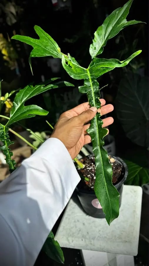 PHILODENDRON BELLE ISLE