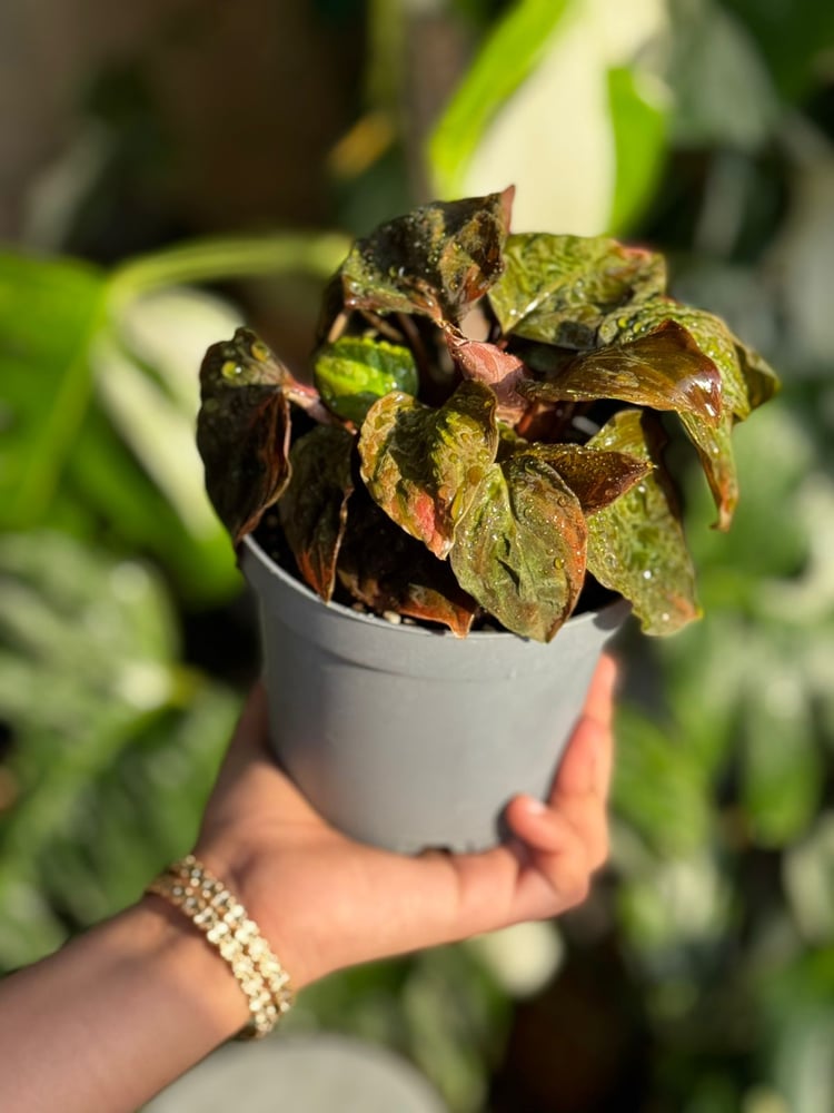 Homalomena Black Velvet