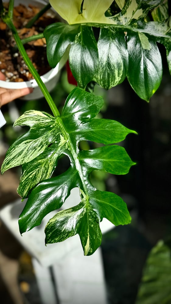 PHILODENDRON DISTANTILOBUM VARIEGATED