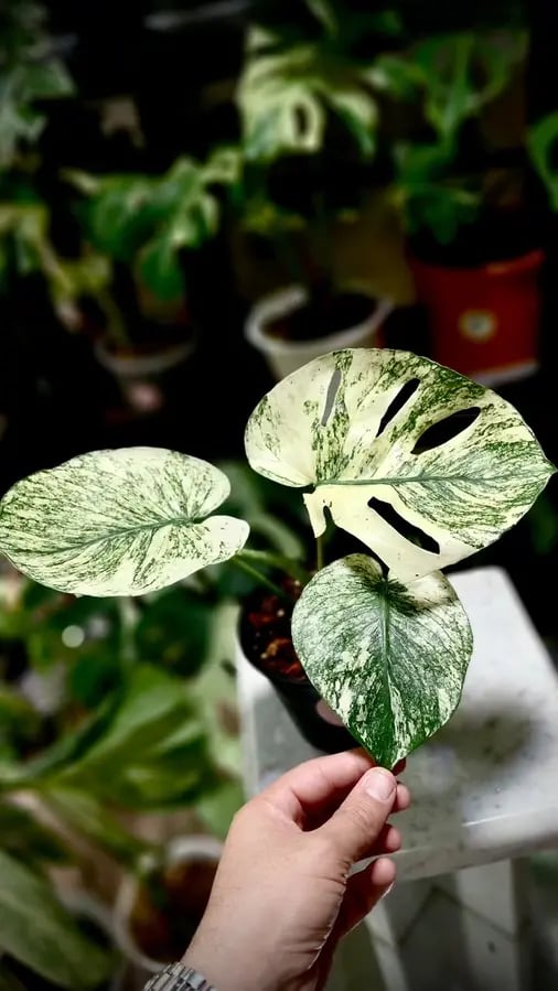 MONSTERA MINT SIAM