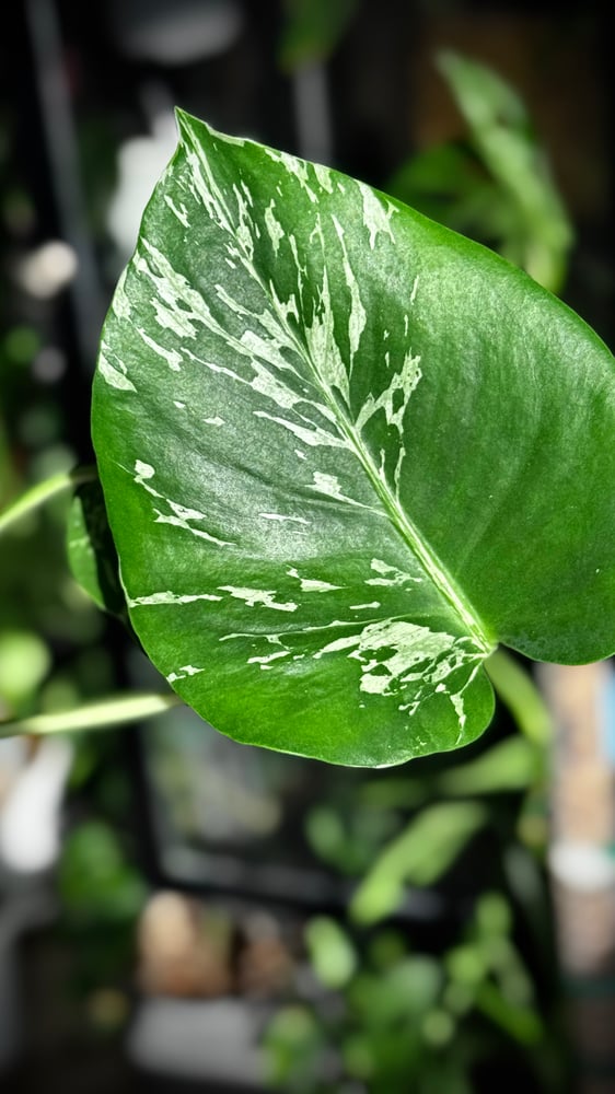 MONSTERA BULBOSAUR