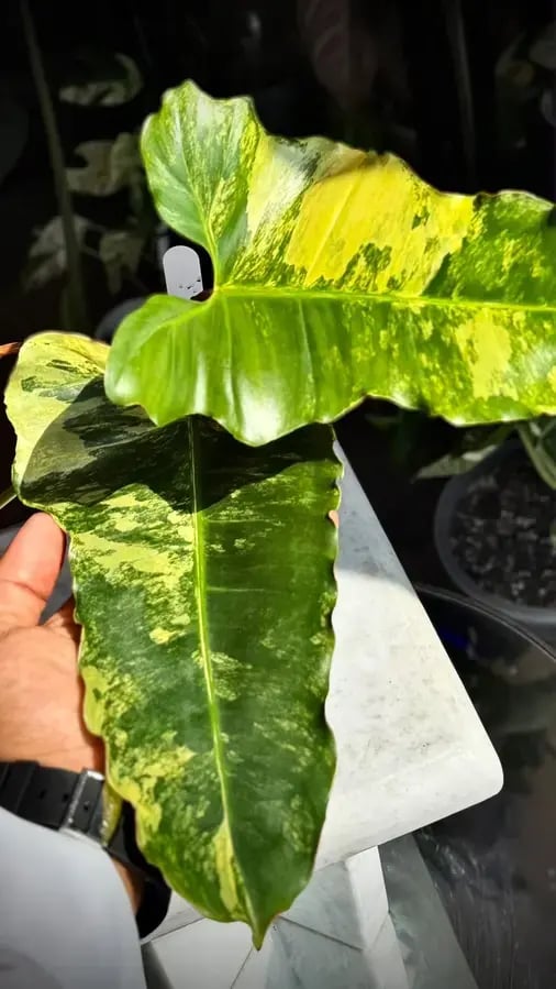 PHILODENDRON HYBRID Marron