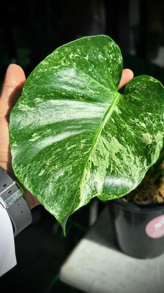 MONSTERA OCEAN ALBO