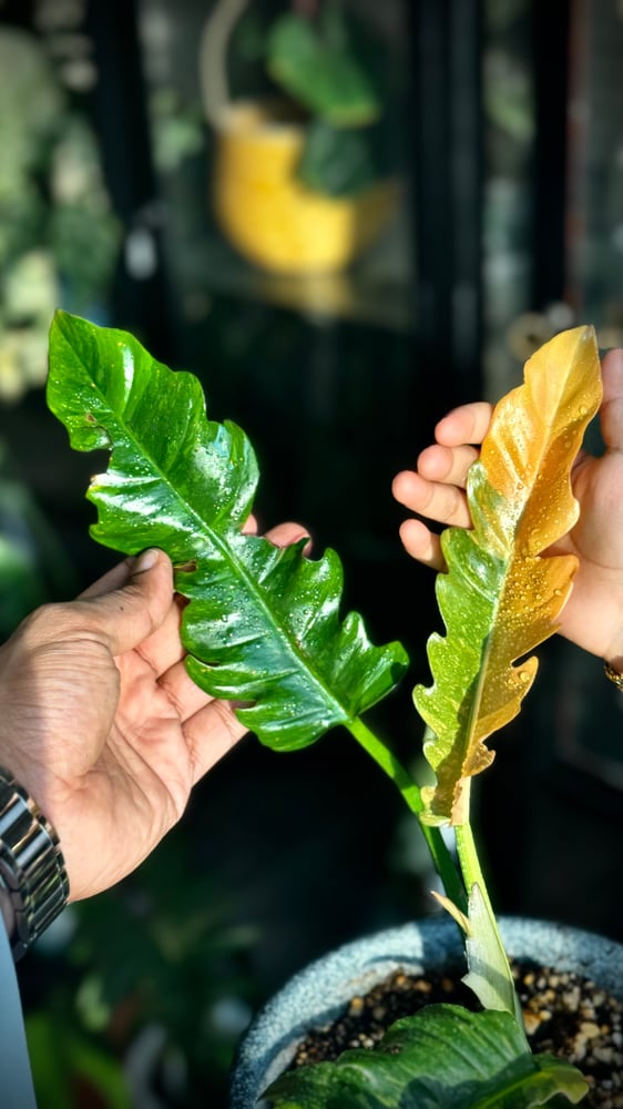 philodendron ring of fire