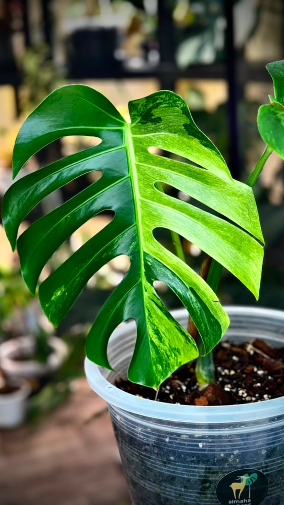 MONSTERA DELICIOSA MINT