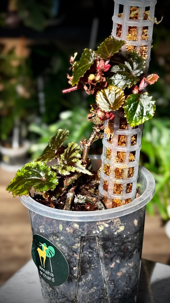 BEGONIA REX MIX VARIETIES