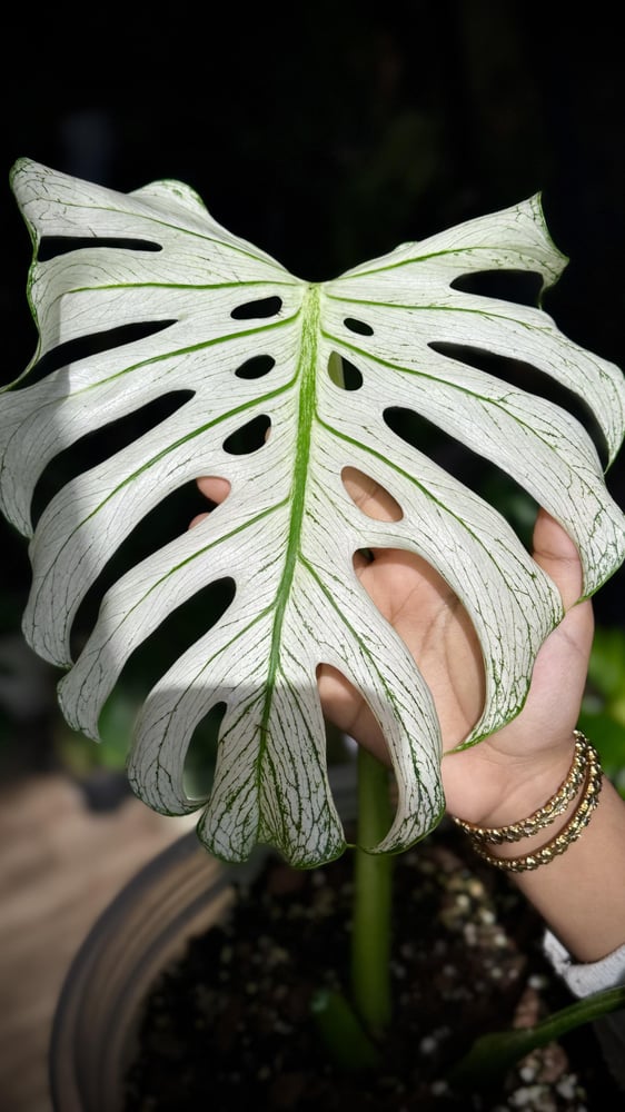 MONSTERA DEVIL MONSTER