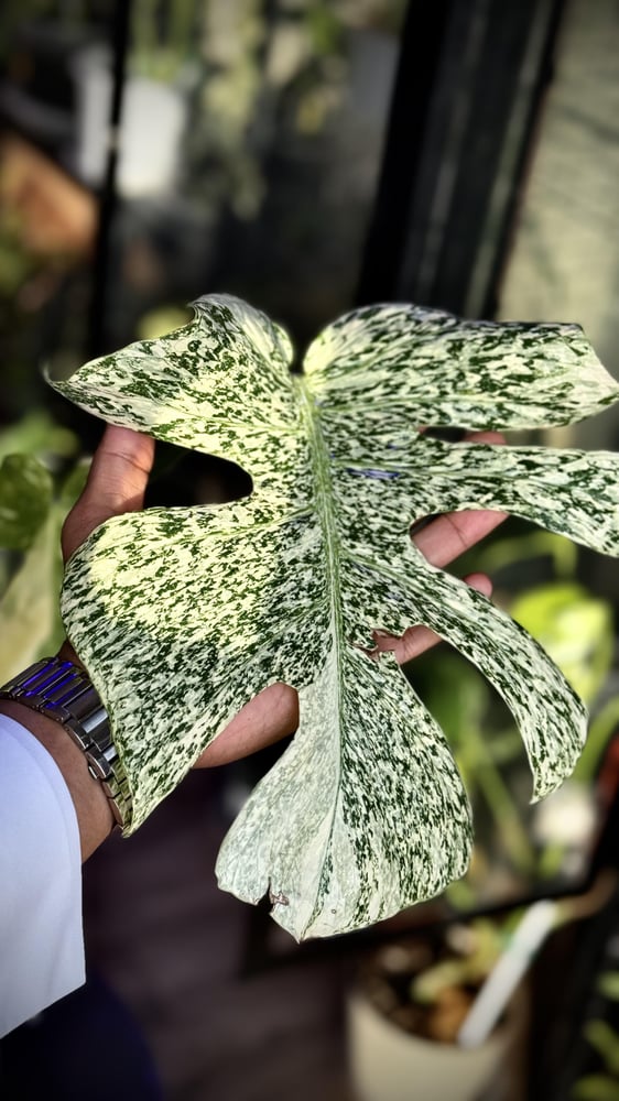 MONSTERA STARLIGHT