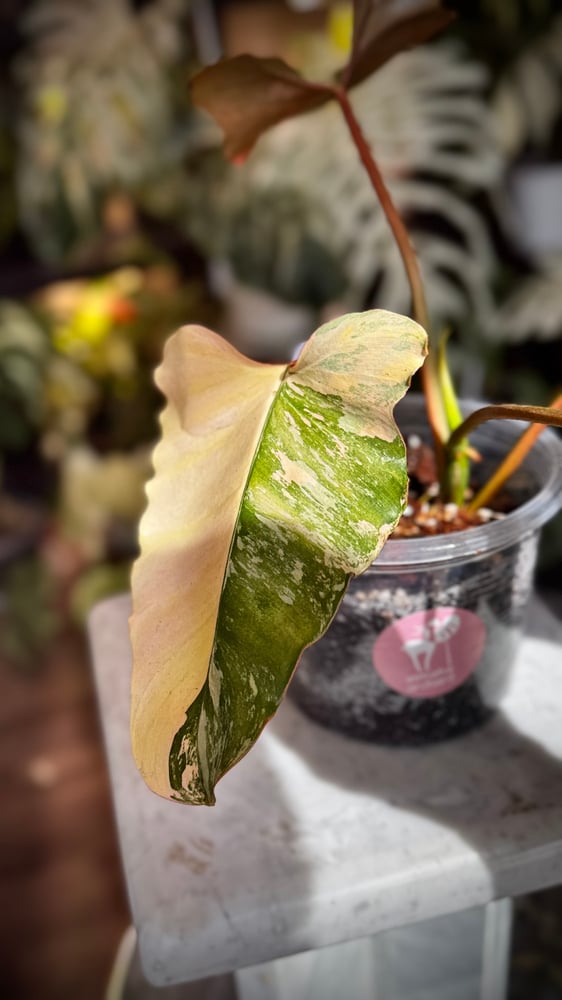 PHILODENDRON HYBRID Marron
