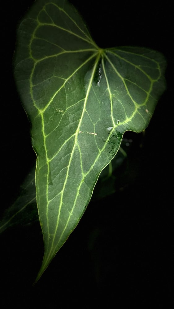 ANTHURIUM DELTA FORCE