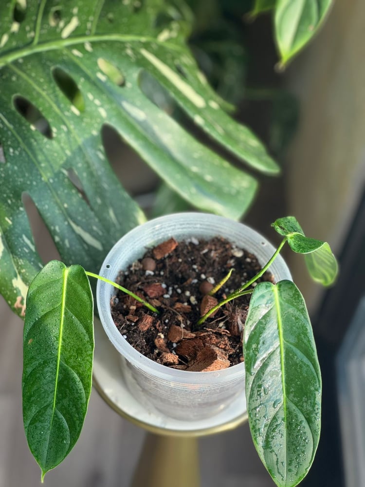 PHILODENDRON PATRICIAE