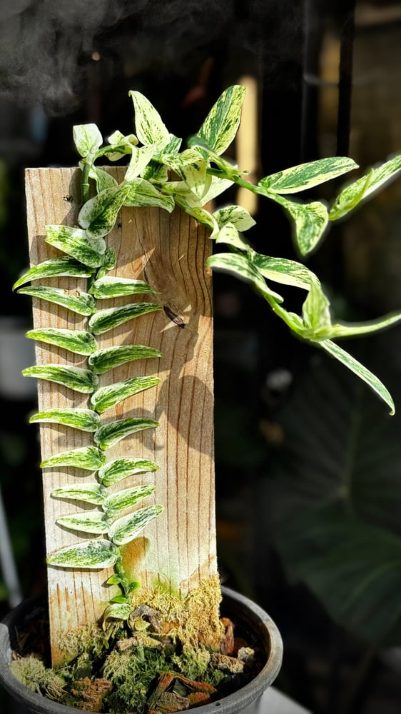 RHAPHIDOPHORA TENUIS ALBO