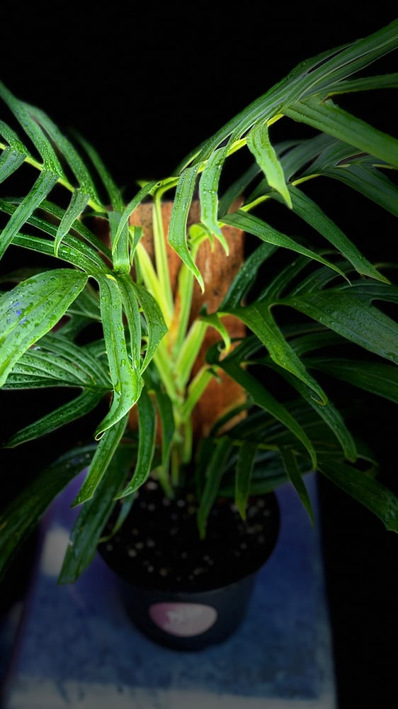 RHAPHIDOPHORA TENUIS GREE