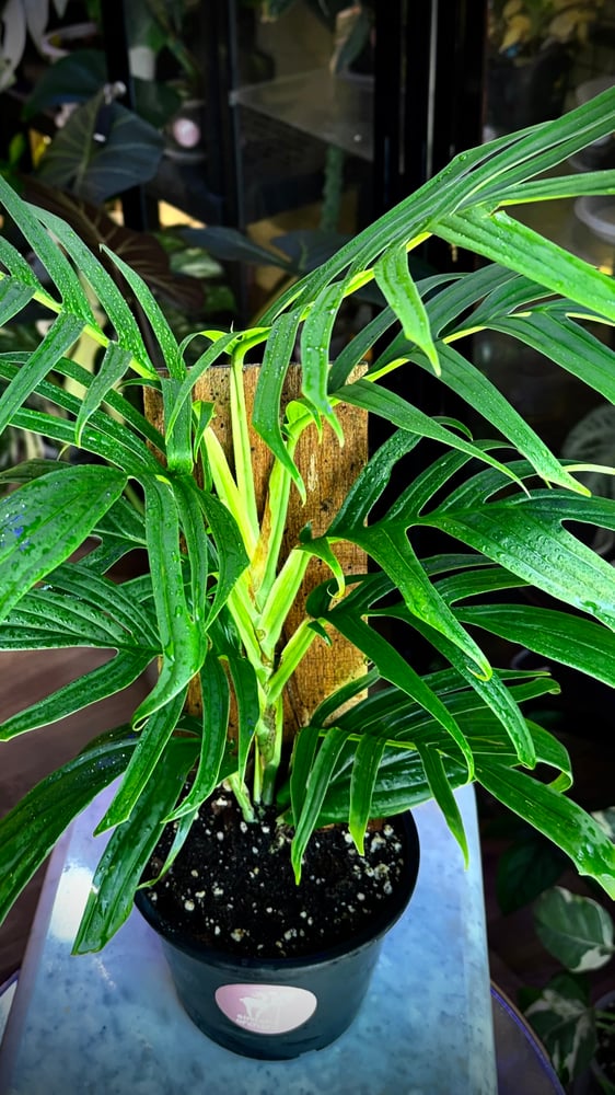 RHAPHIDOPHORA TENUIS GREE