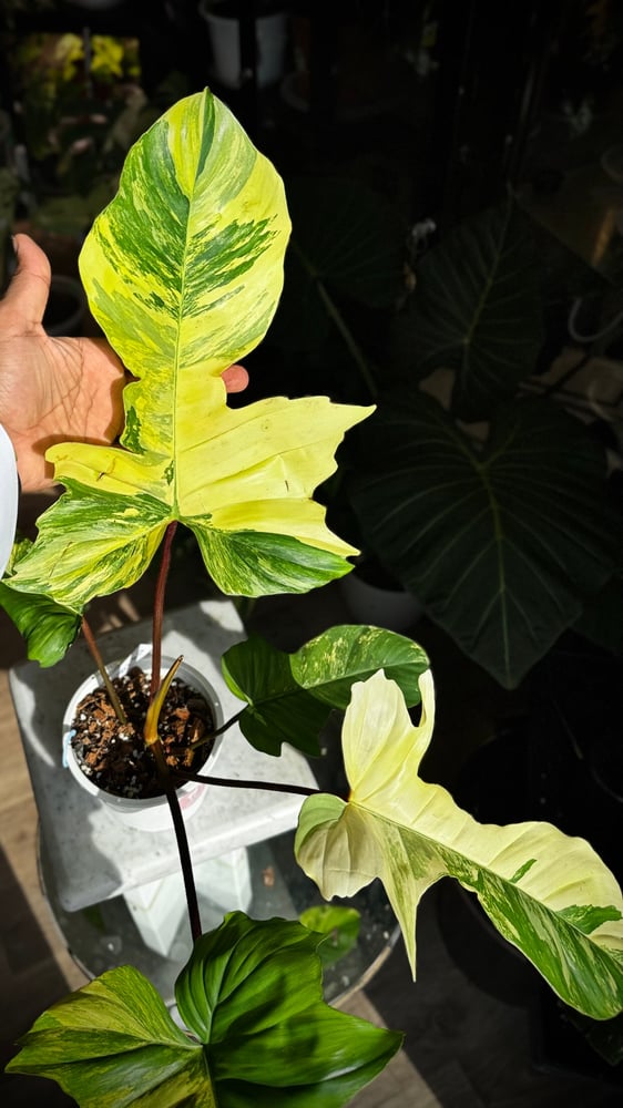 Philodendron (Florida  beauty x Mayoi) x  Squamiferum