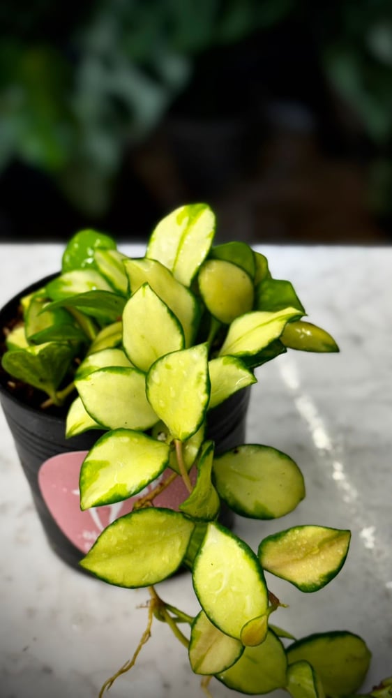 HOYA HEUSCHKELIANA Variegated