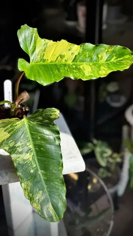 PHILODENDRON HYBRID Marron
