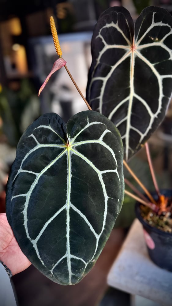 ANTHURIUM HYBRID MIX