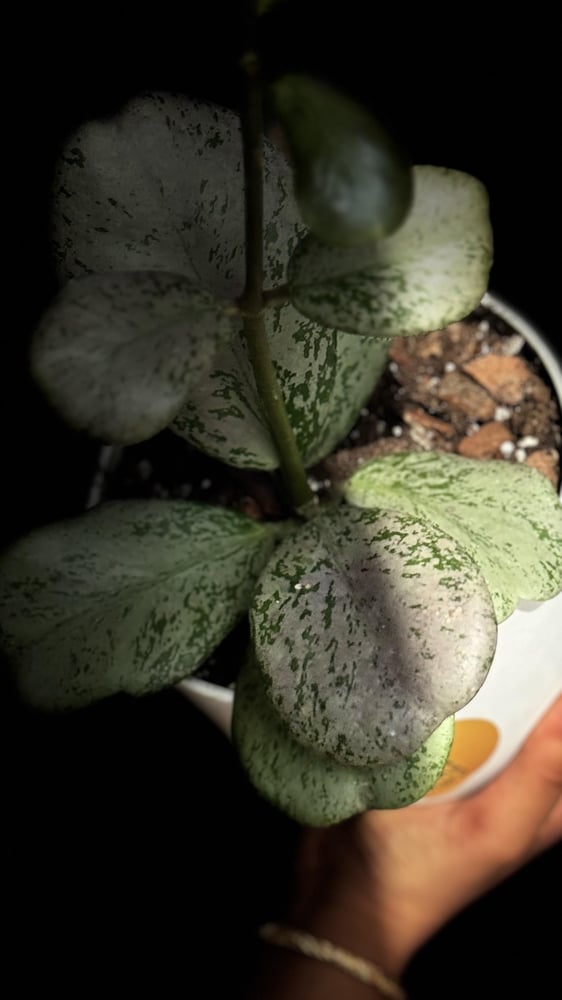HOYA CHIANG DAO SILVER