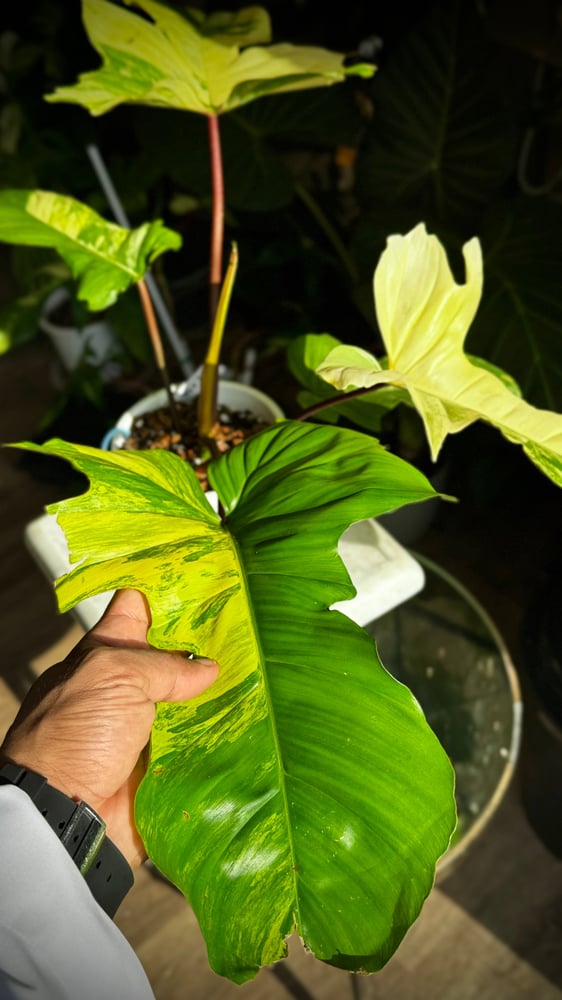 Philodendron (Florida  beauty x Mayoi) x  Squamiferum