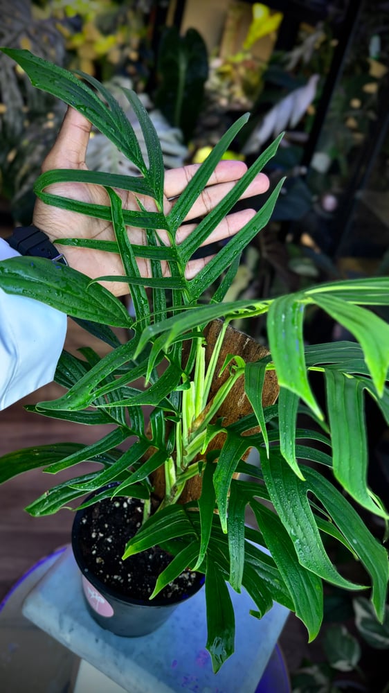 RHAPHIDOPHORA TENUIS GREE