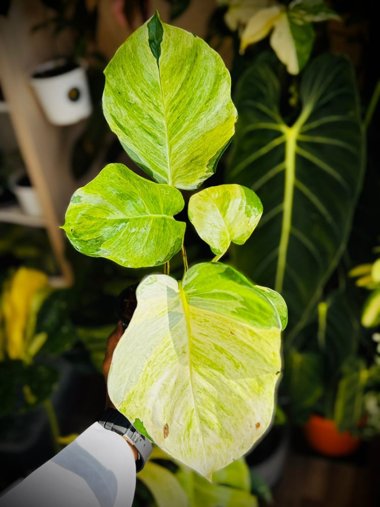 MANJULA POTHOS (GIANT)