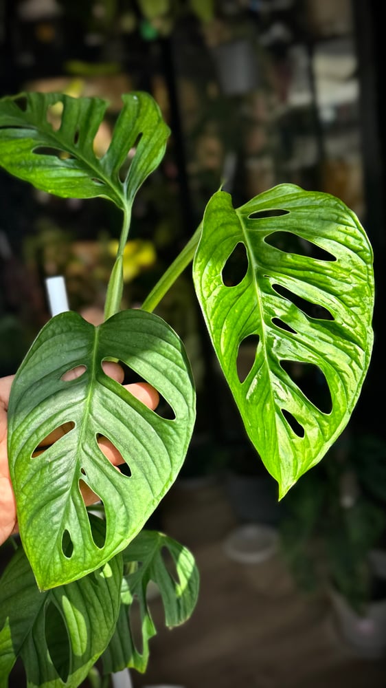 monstera lechleriana