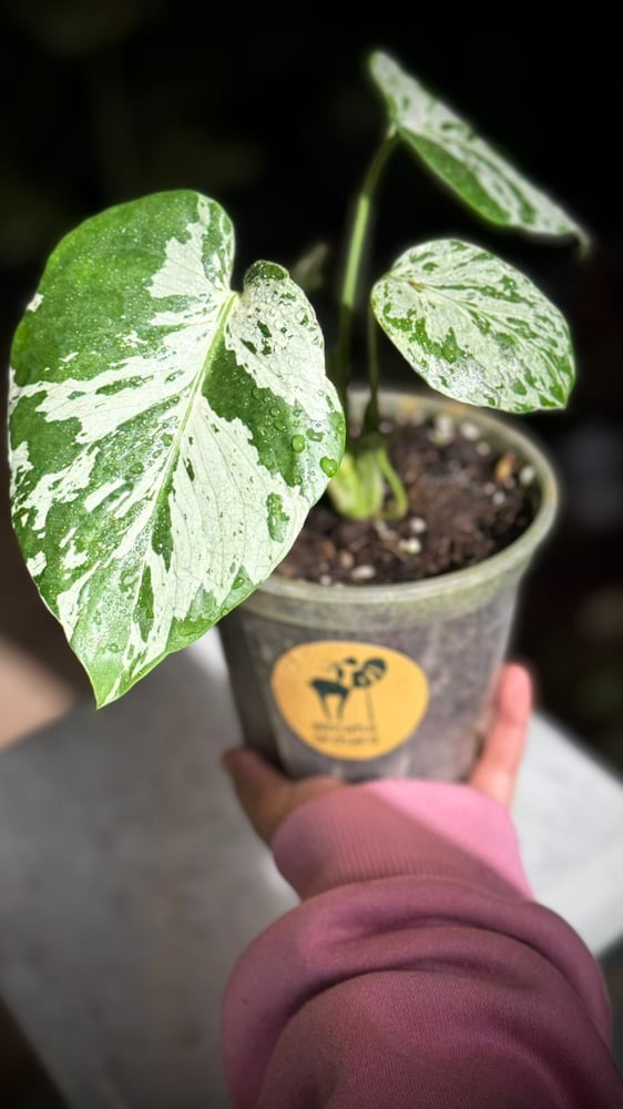 MONSTERA BULBASAUR