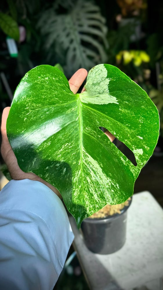 MONSTERA OCEAN ALBO