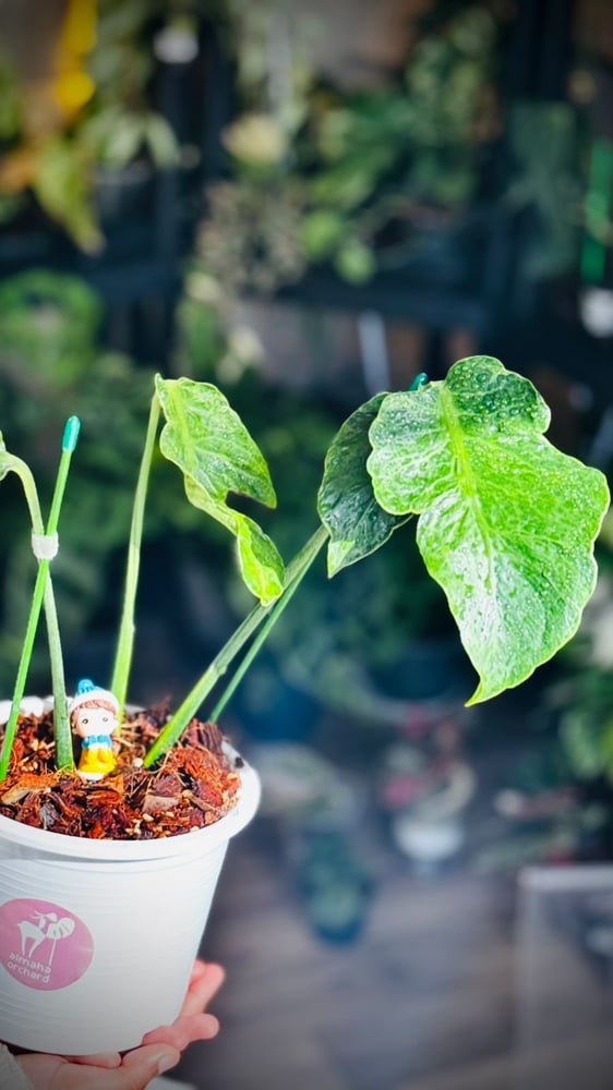 MONSTERA DELI ZOMBIE
