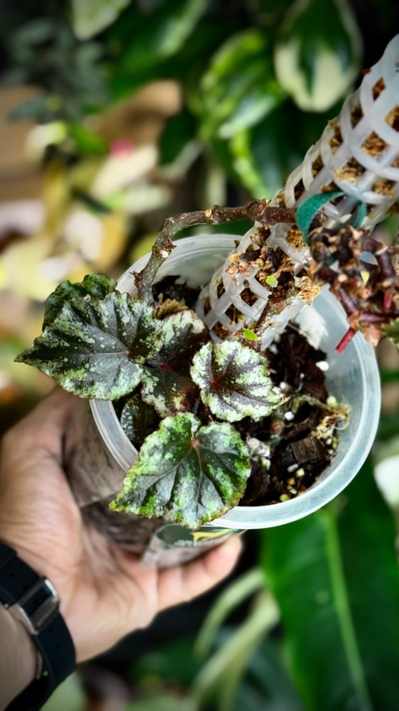 BEGONIA REX MIX VARIETIES