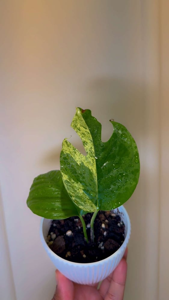 Epipremnum Pinnatum Marble Variegated
