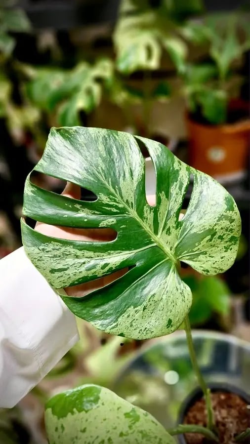 MONSTERA BULBASAUR