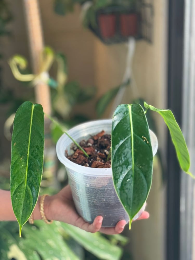 PHILODENDRON PATRICIAE