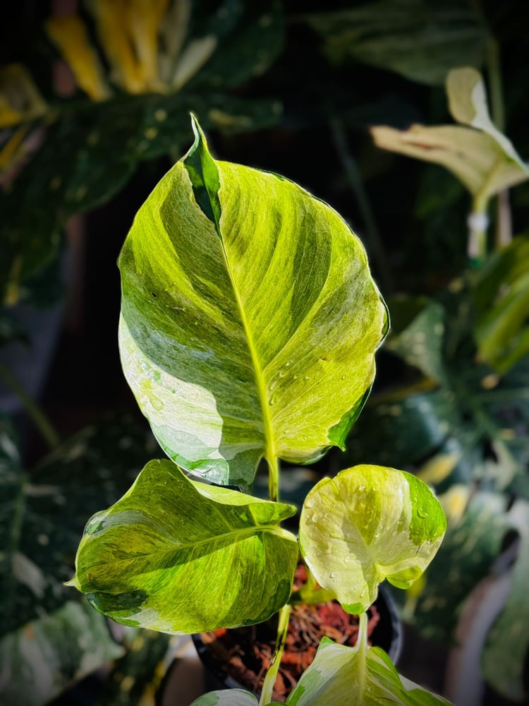 MANJULA POTHOS (GIANT)
