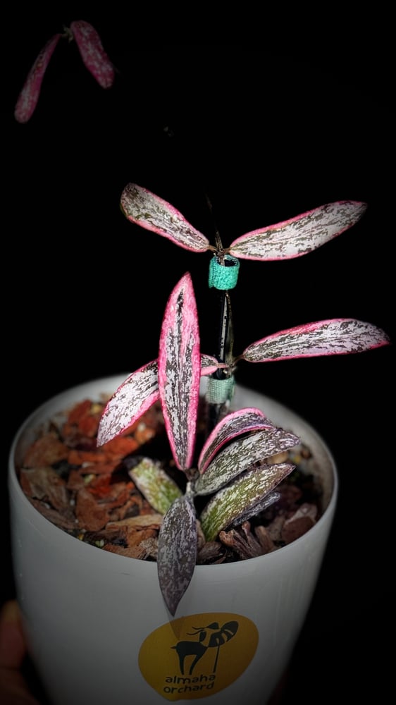 HOYA SIGILLATIS ALBOMA