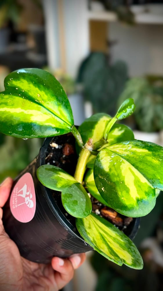 HOYA KERRII REVERSE VAR