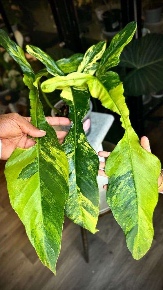 philodendron joepii variegated