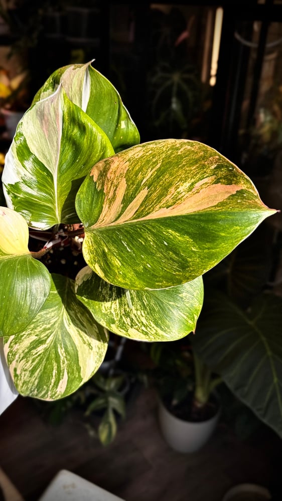 Philodendron White Wizard Tricolor